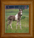 Northern Lights Juno Riva Sans ~ 2018 ~ Chywoon Remington x Sweet Cocoa Mare ~ Sold